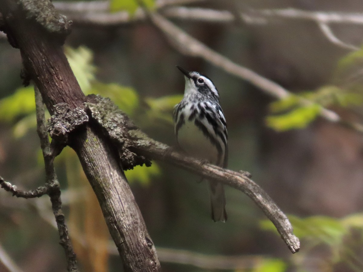 Black-and-white Warbler - ML633570275