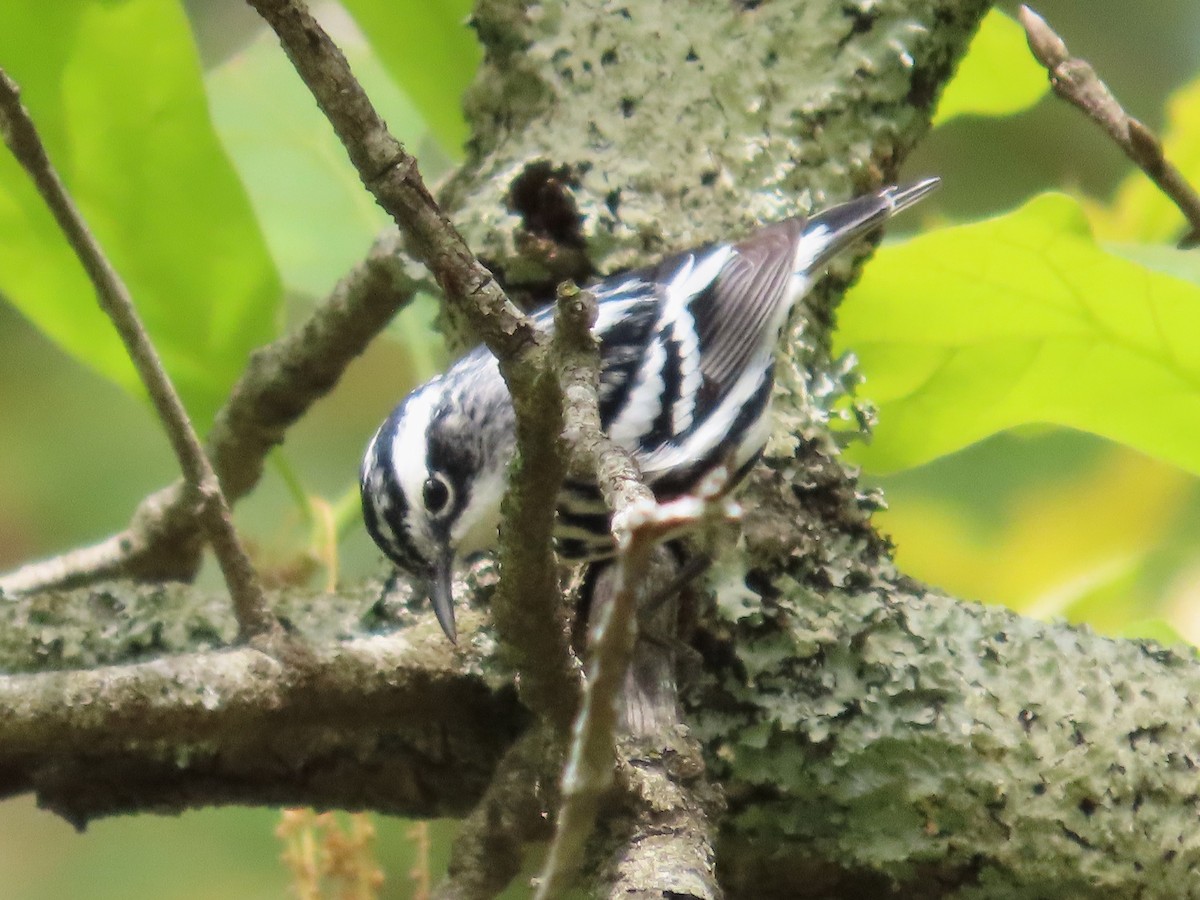 Black-and-white Warbler - ML633570278