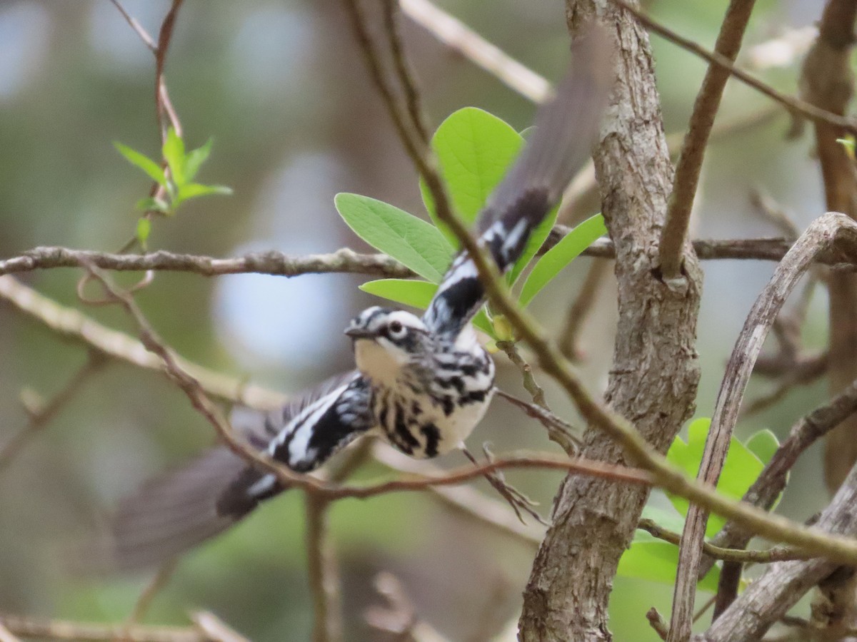 Black-and-white Warbler - ML633570279
