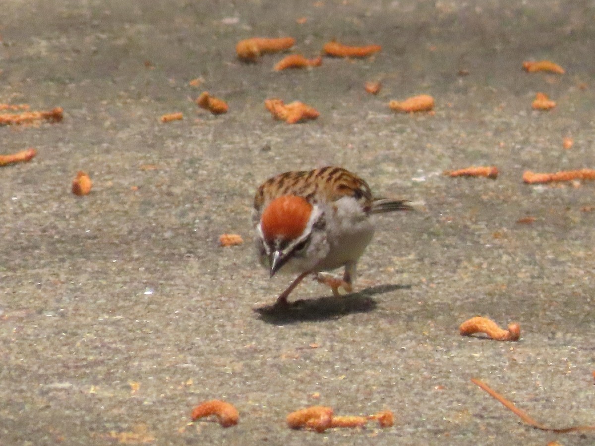 Chipping Sparrow - ML633570374