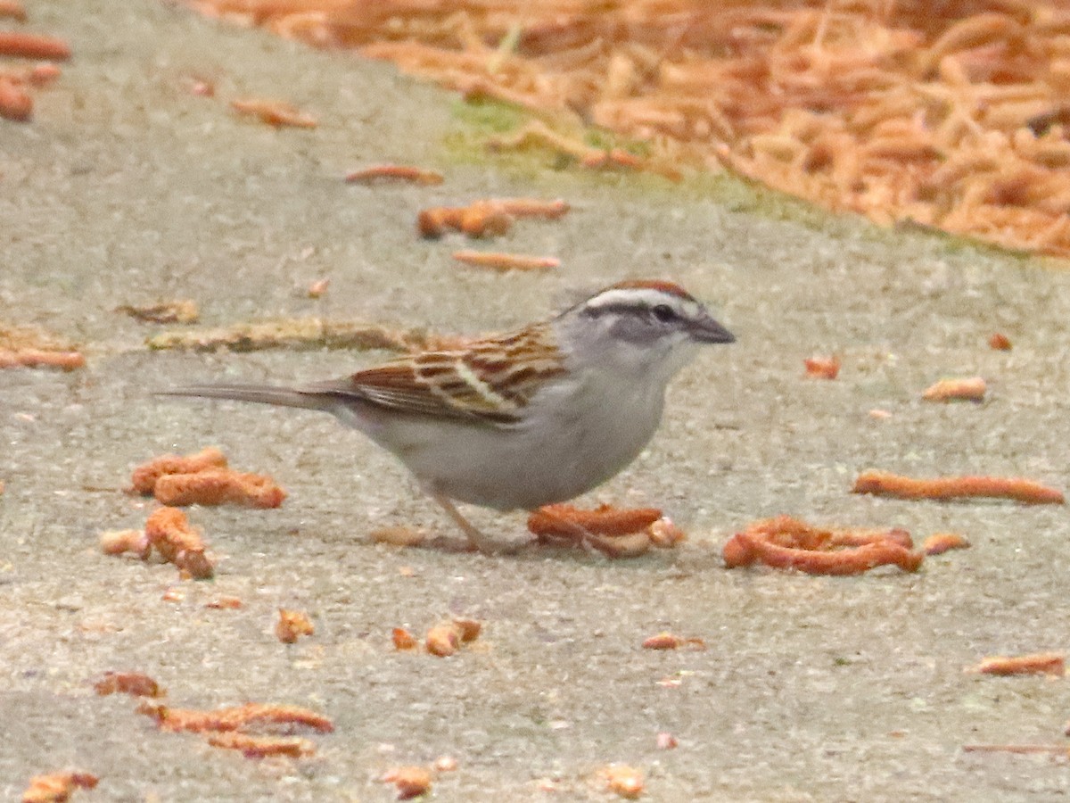 Chipping Sparrow - ML633570375