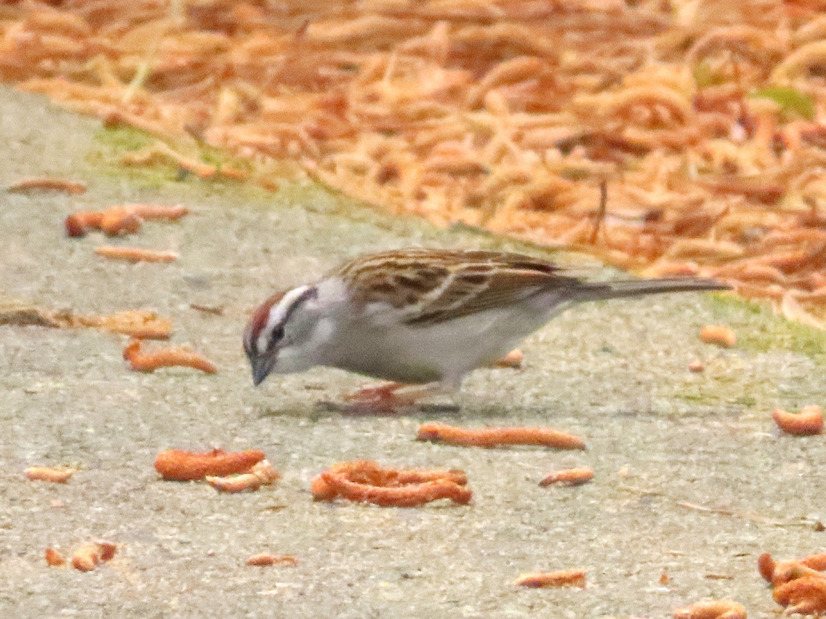 Chipping Sparrow - ML633570376