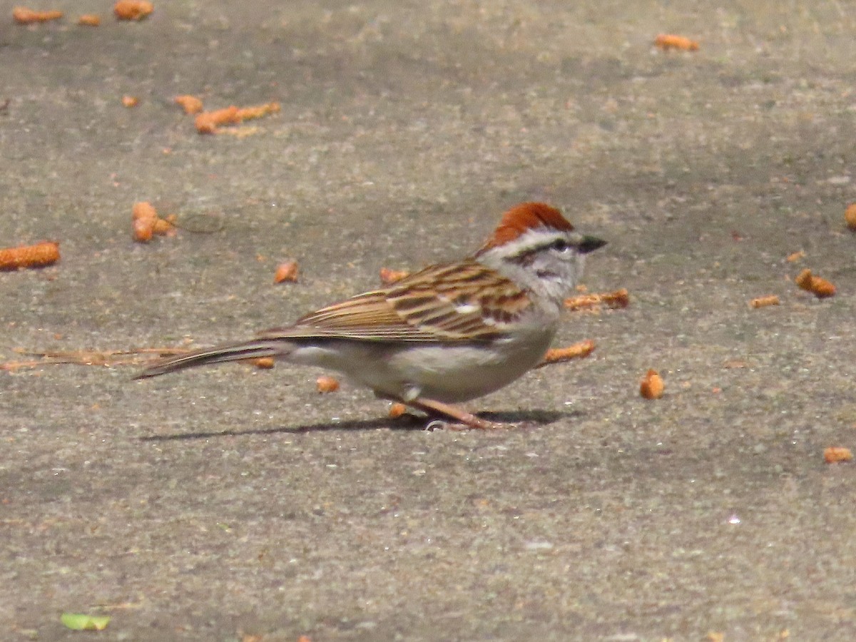 Chipping Sparrow - ML633570377