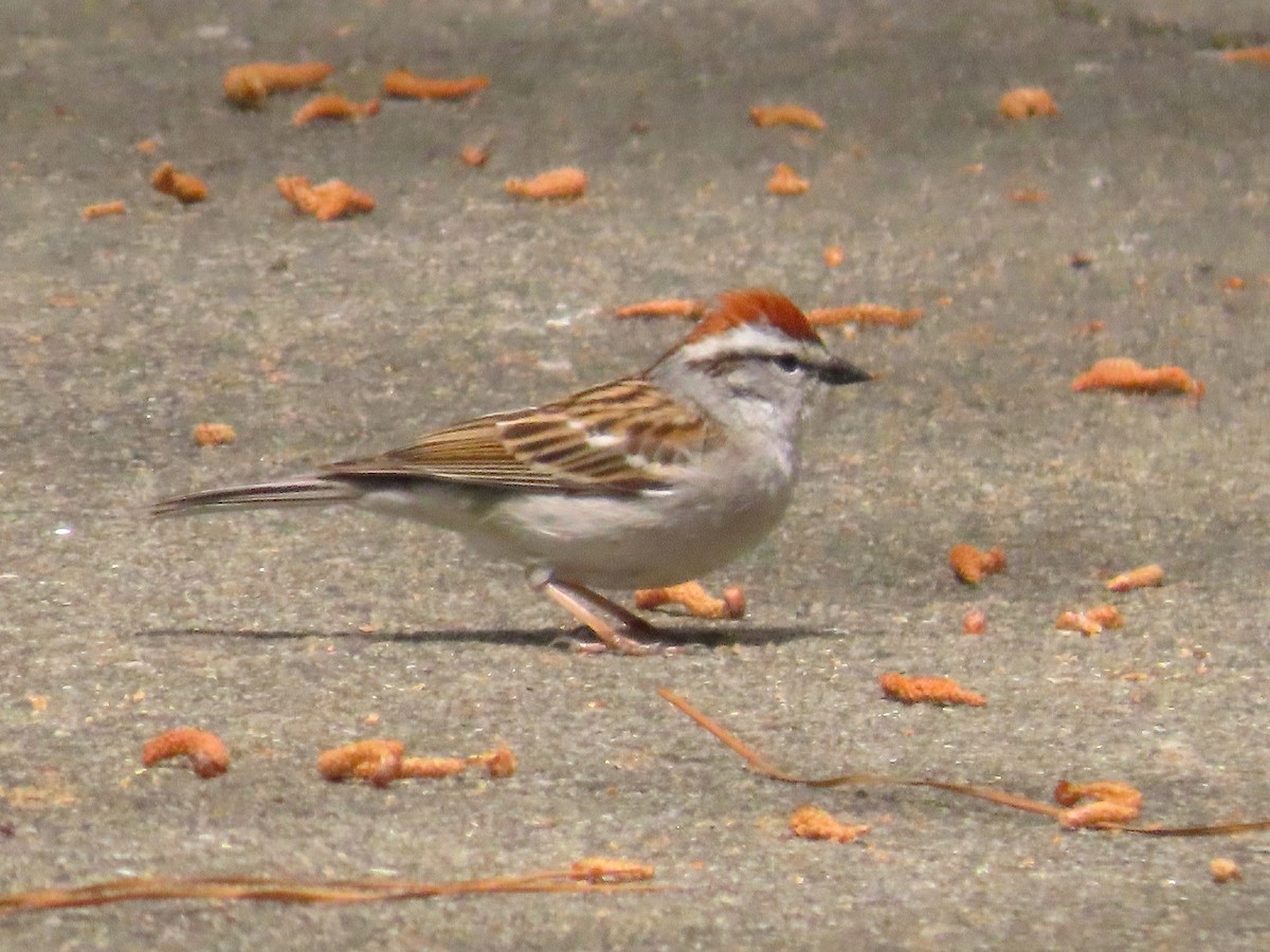 Chipping Sparrow - ML633570378