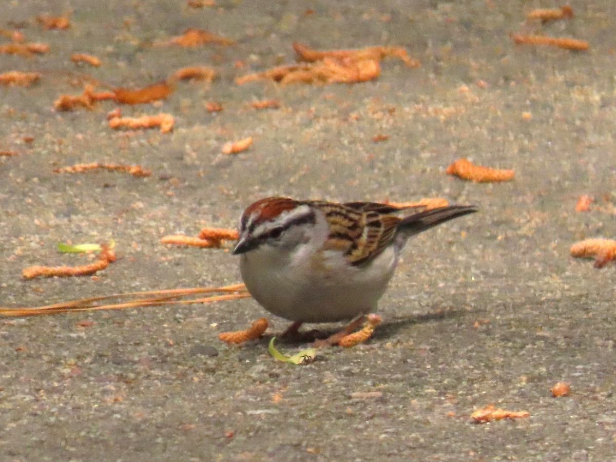 Chipping Sparrow - ML633570379