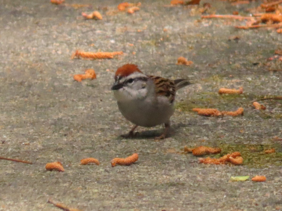 Chipping Sparrow - ML633570380