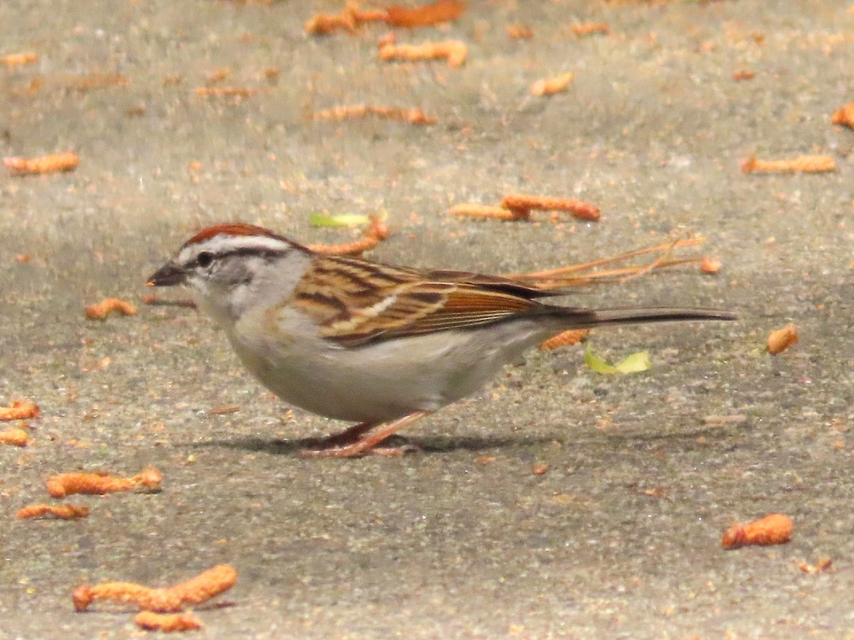 Chipping Sparrow - ML633570381