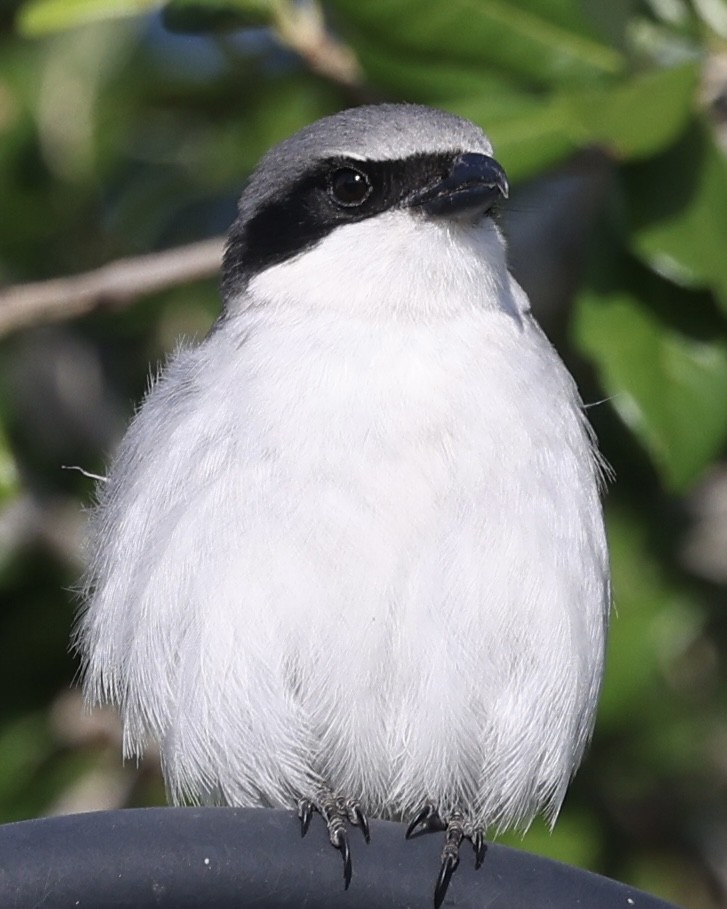 Loggerhead Shrike - ML633570392
