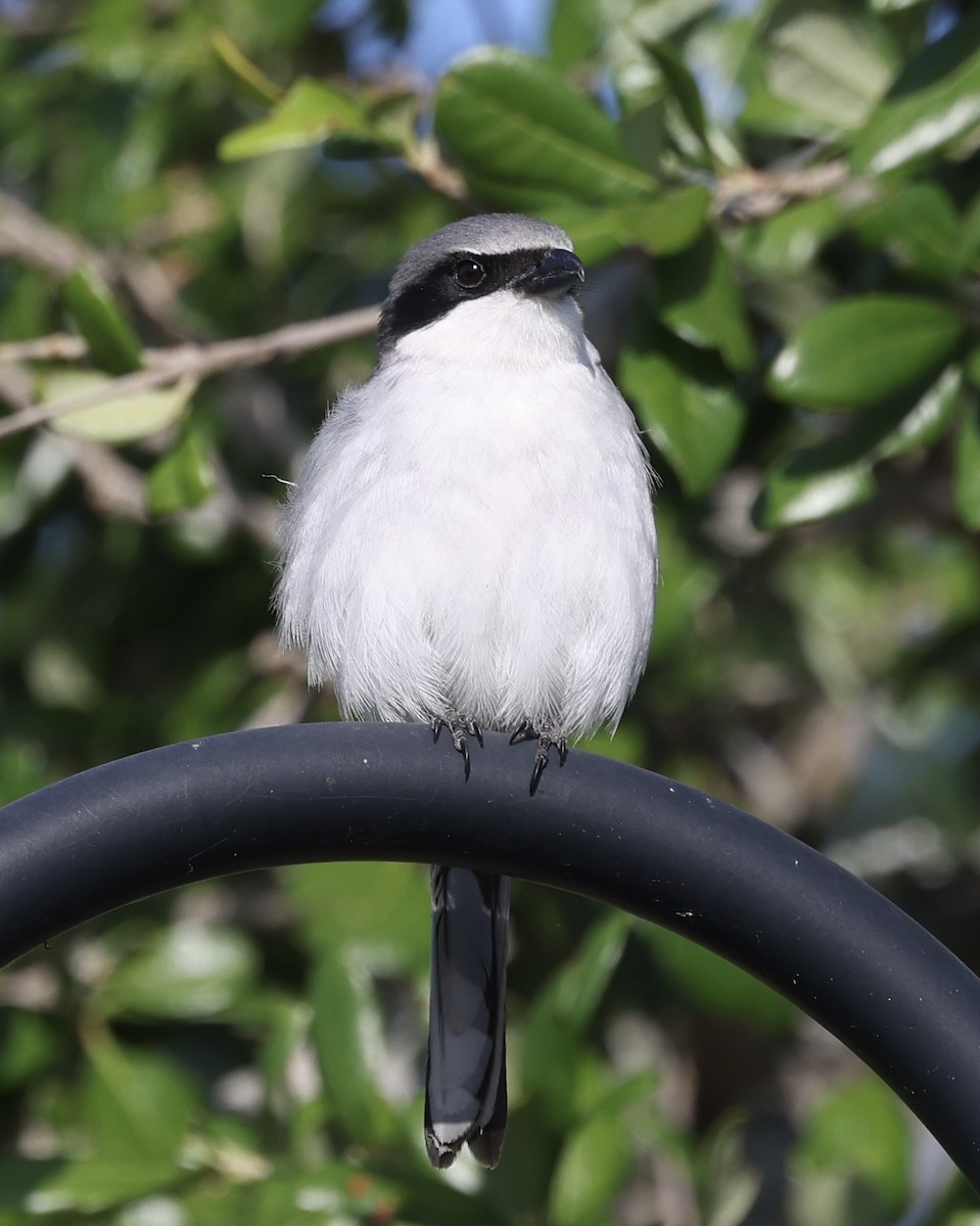Loggerhead Shrike - ML633570393