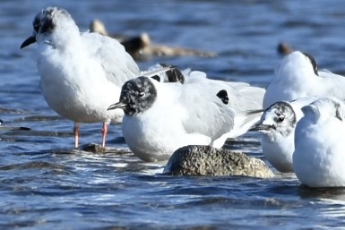 Bonaparte's Gull - ML633570416