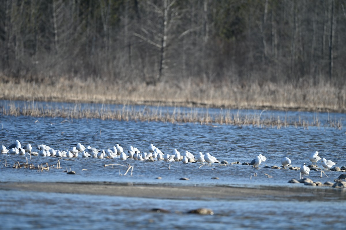 Ring-billed Gull - ML633570446