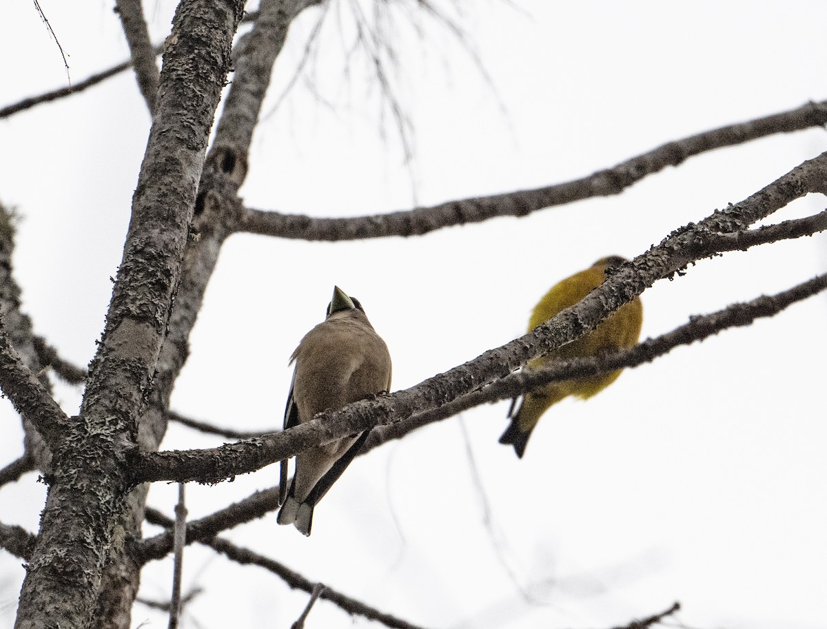 Evening Grosbeak - ML633570448