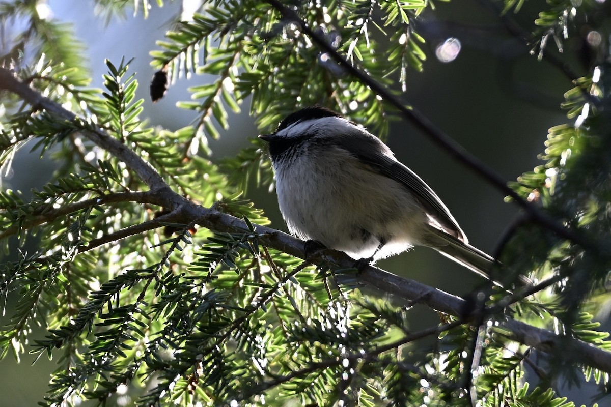 Black-capped Chickadee - ML633570450