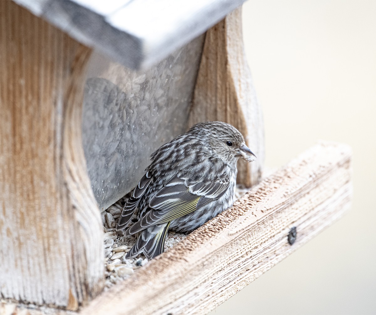 Pine Siskin - ML633570479