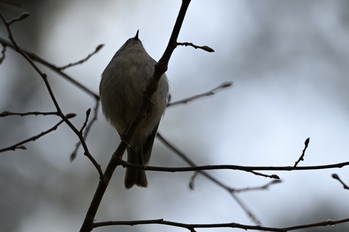 Golden-crowned Kinglet - ML633570497