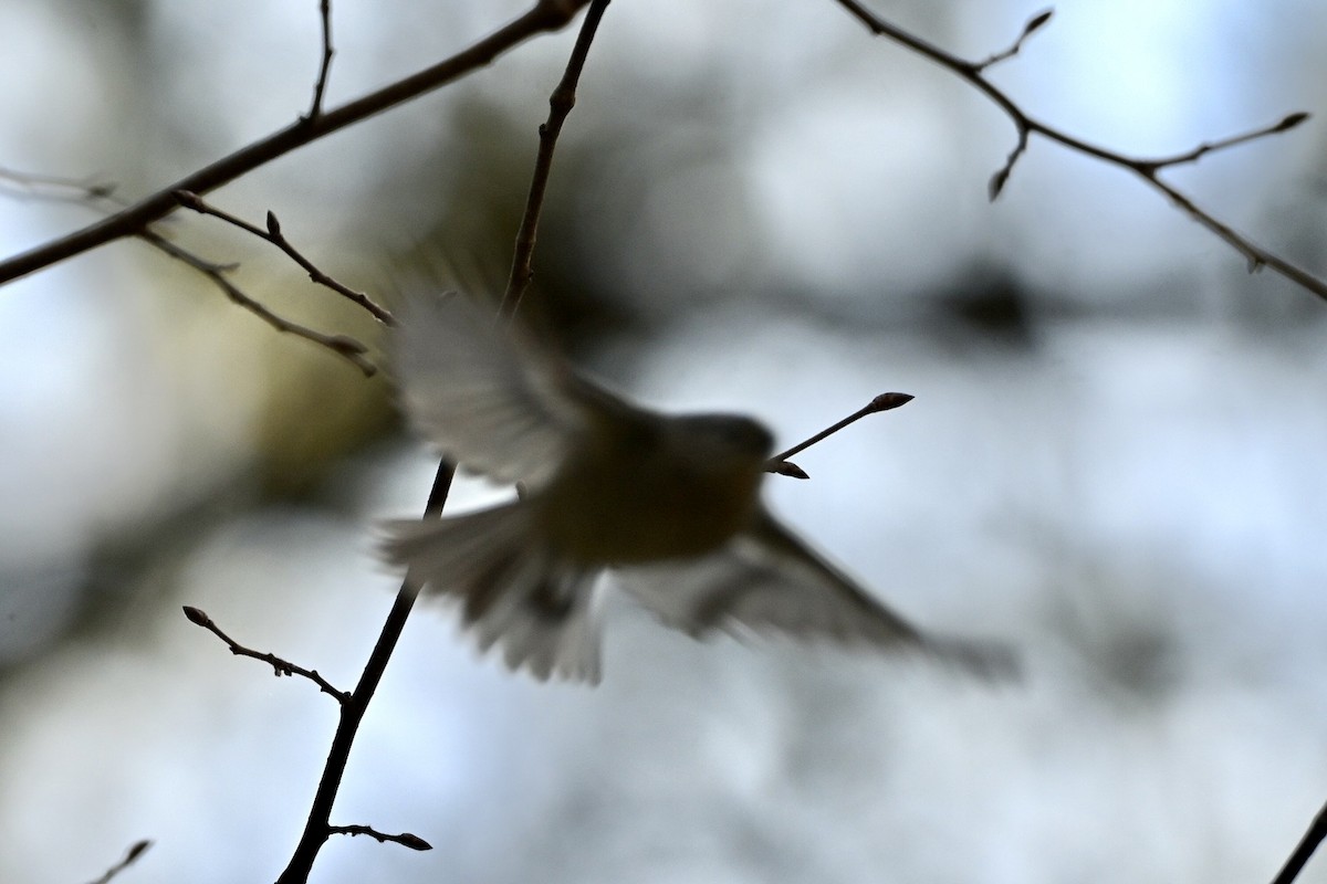 Golden-crowned Kinglet - ML633570498
