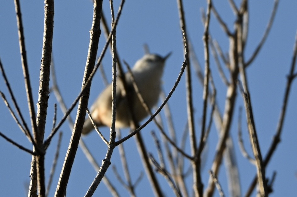 Red-breasted Nuthatch - ML633570511