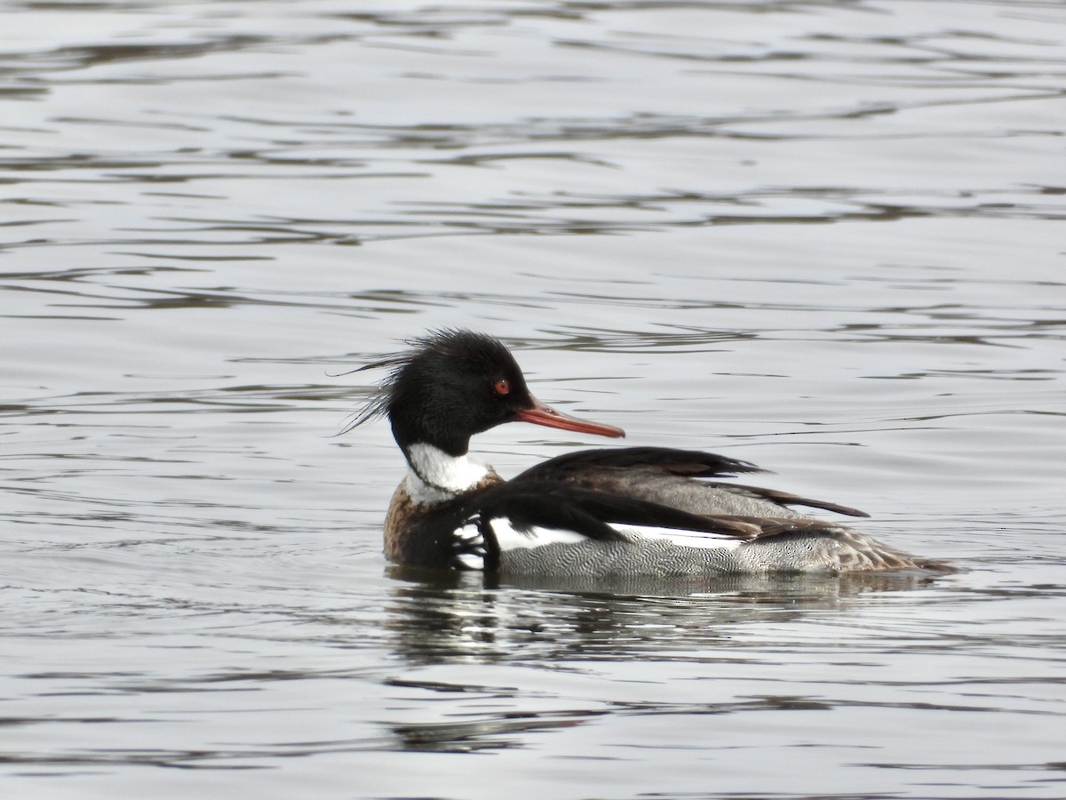 Red-breasted Merganser - ML633570520