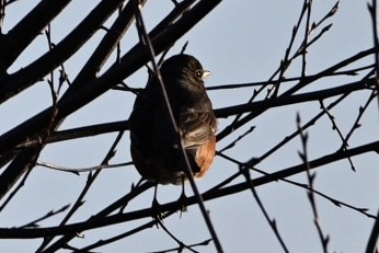 American Robin - ML633570524