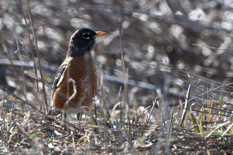 American Robin - ML633570525