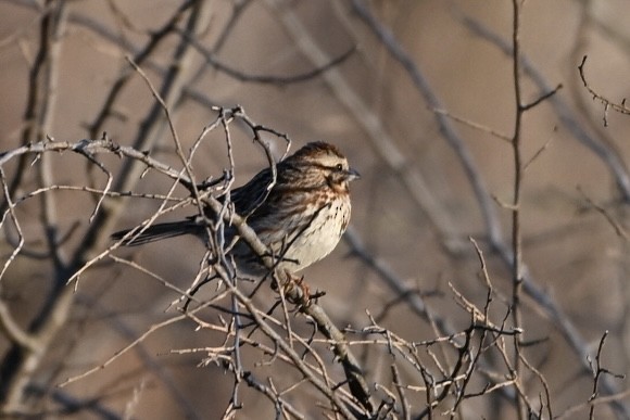 Song Sparrow - ML633570555