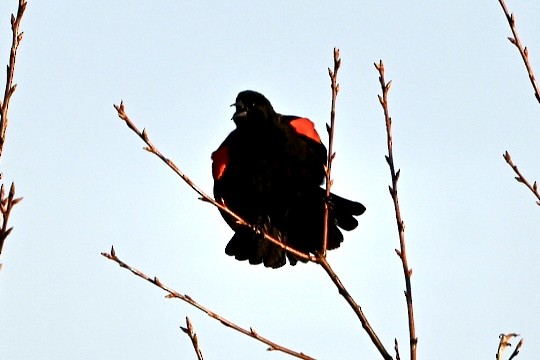 Red-winged Blackbird - ML633570568