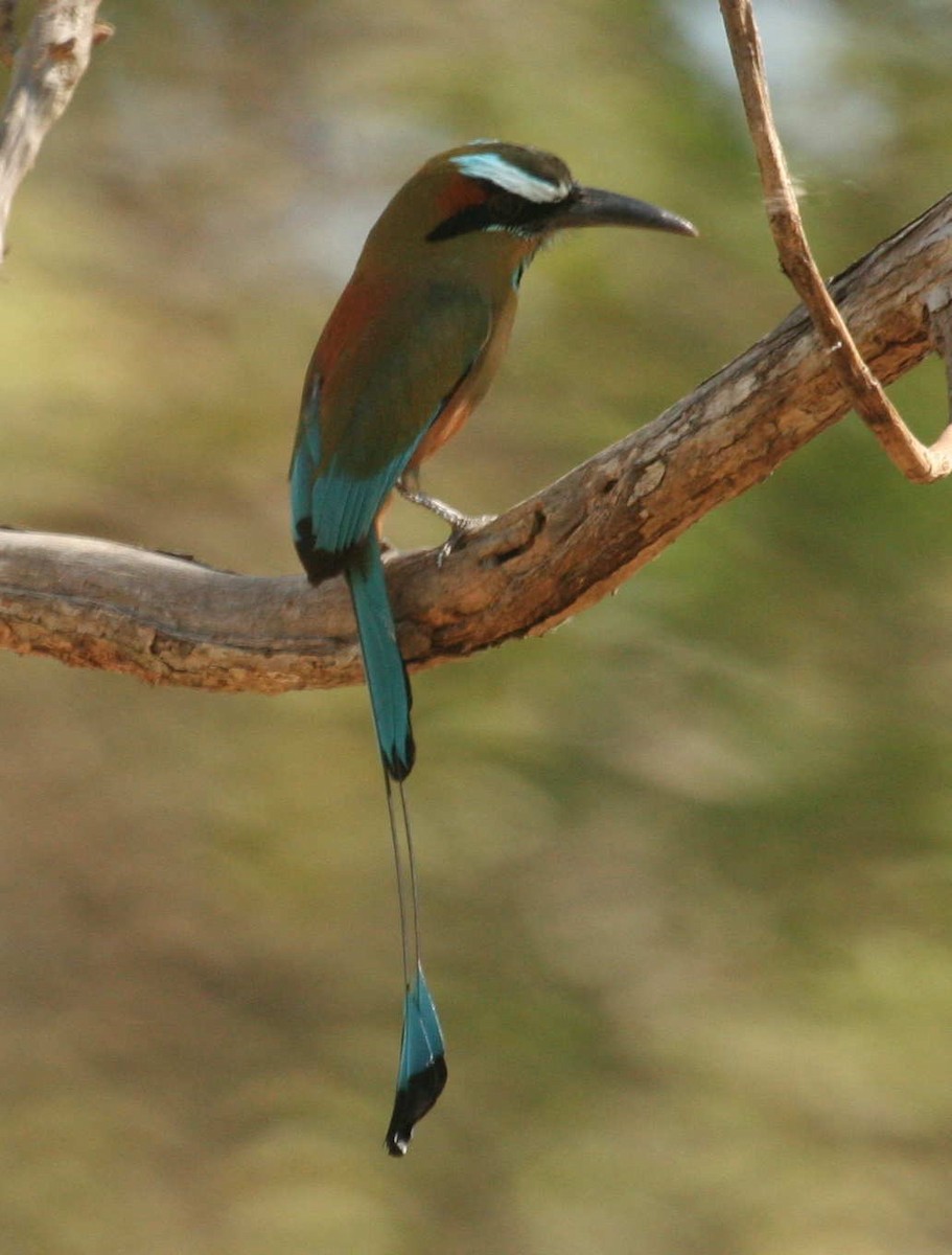 Turquoise-browed Motmot - ML633570653