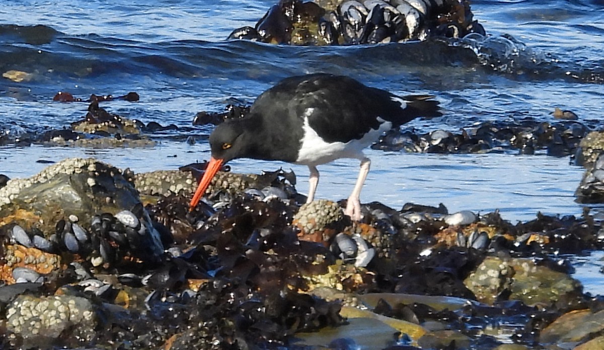 Magellanic Oystercatcher - ML633570670