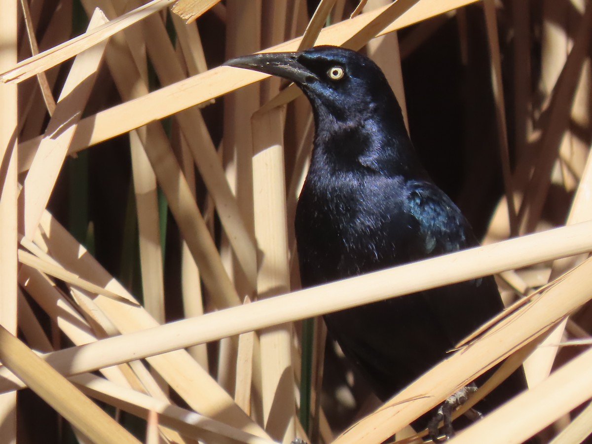 Great-tailed Grackle - ML633570866