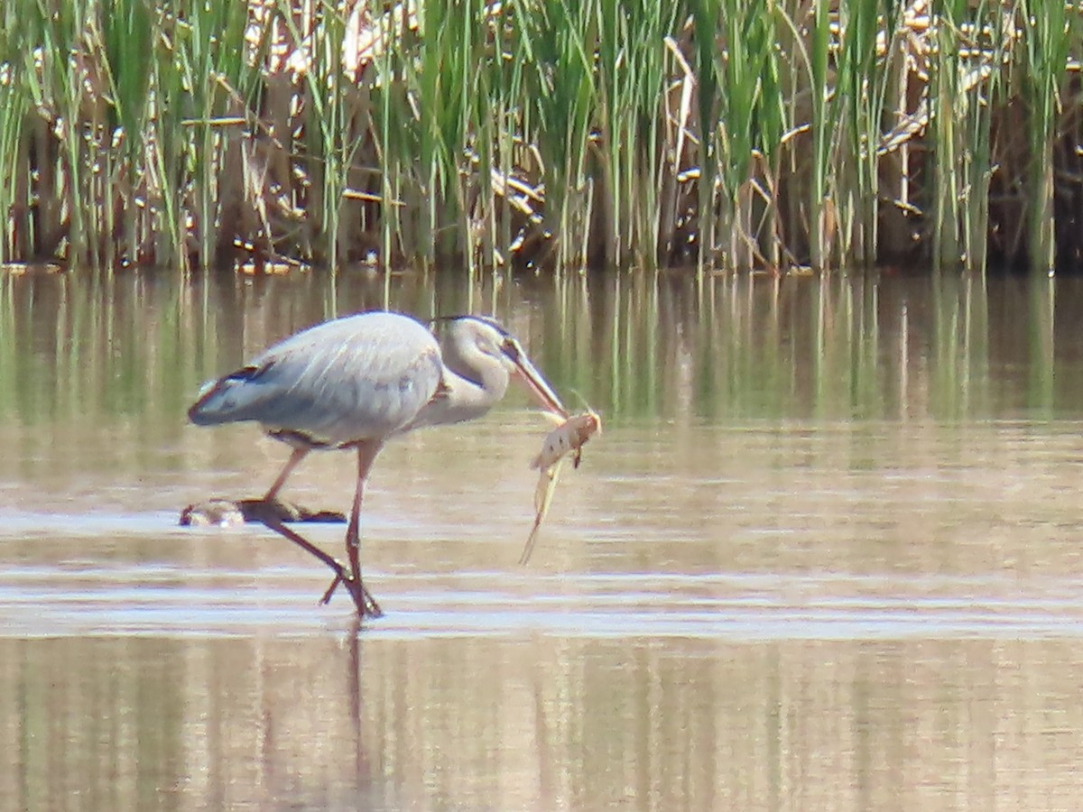 Great Blue Heron - ML633570892