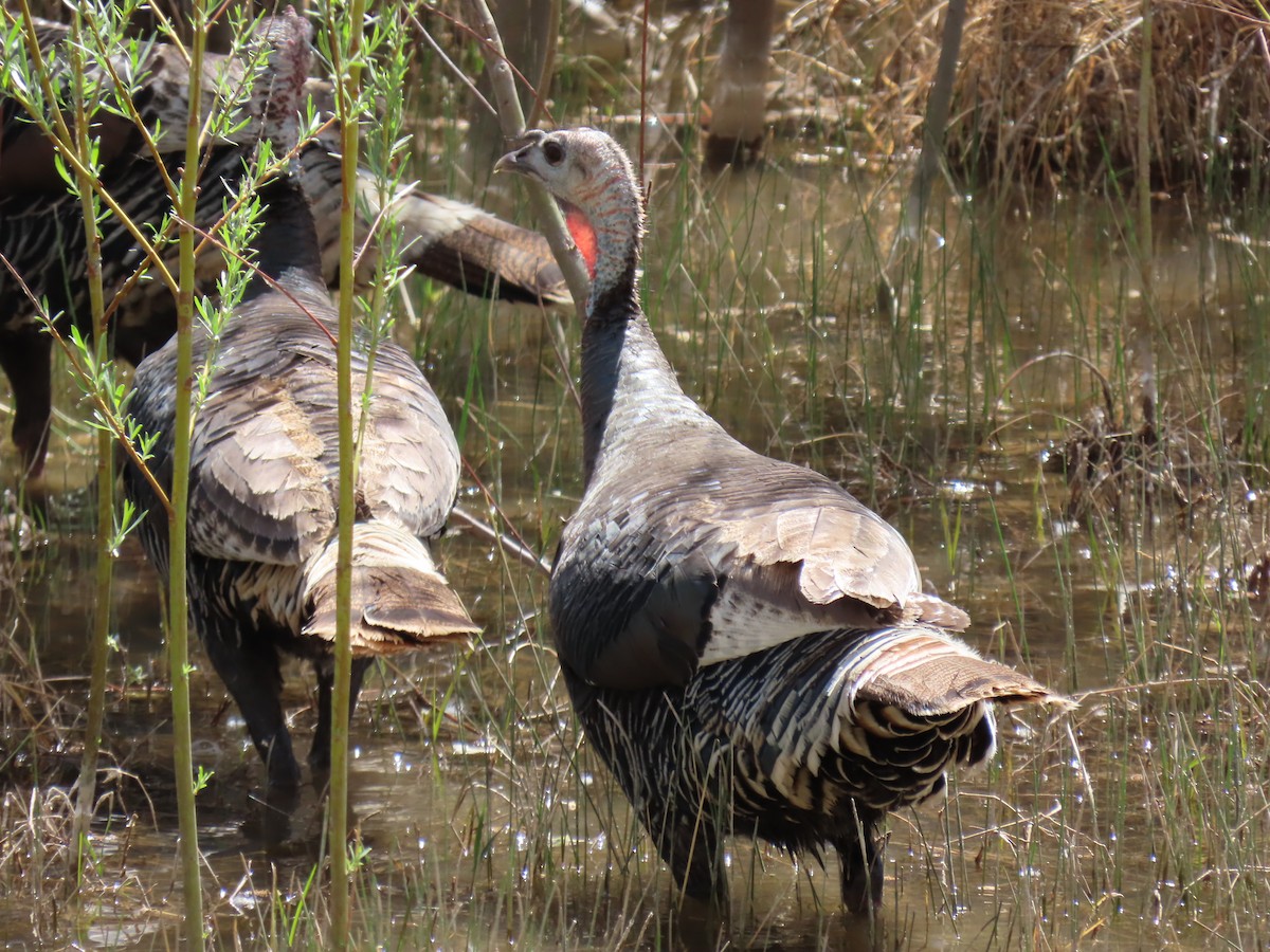 Tacchino selvatico - ML633570968