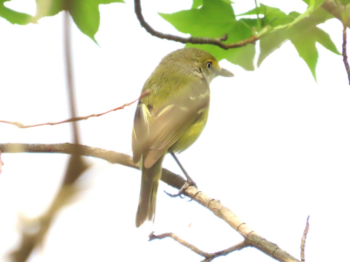 White-eyed Vireo - ML633571016