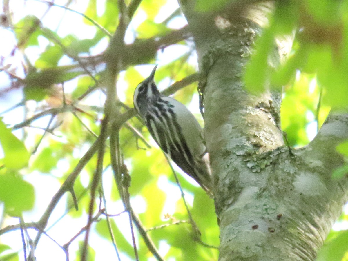 Black-and-white Warbler - ML633571066