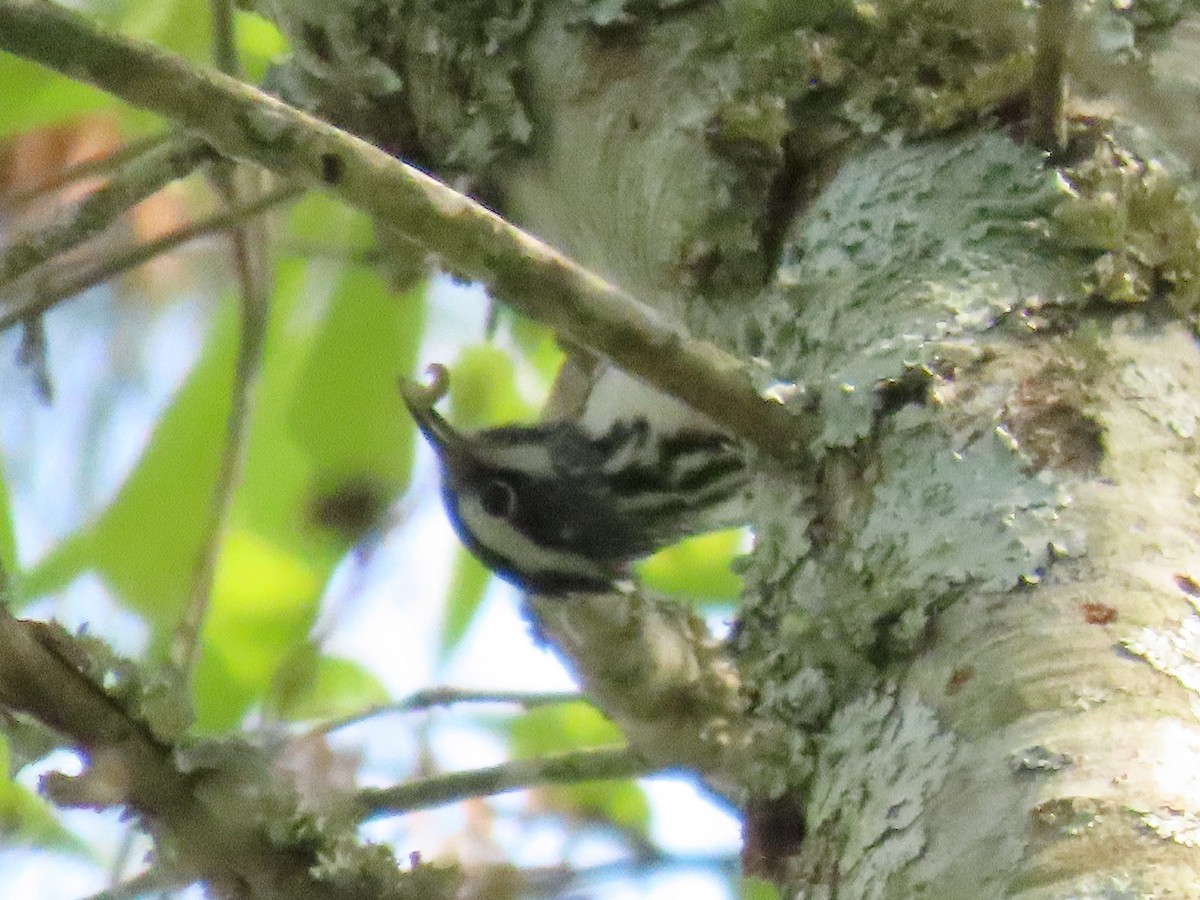 Black-and-white Warbler - ML633571067