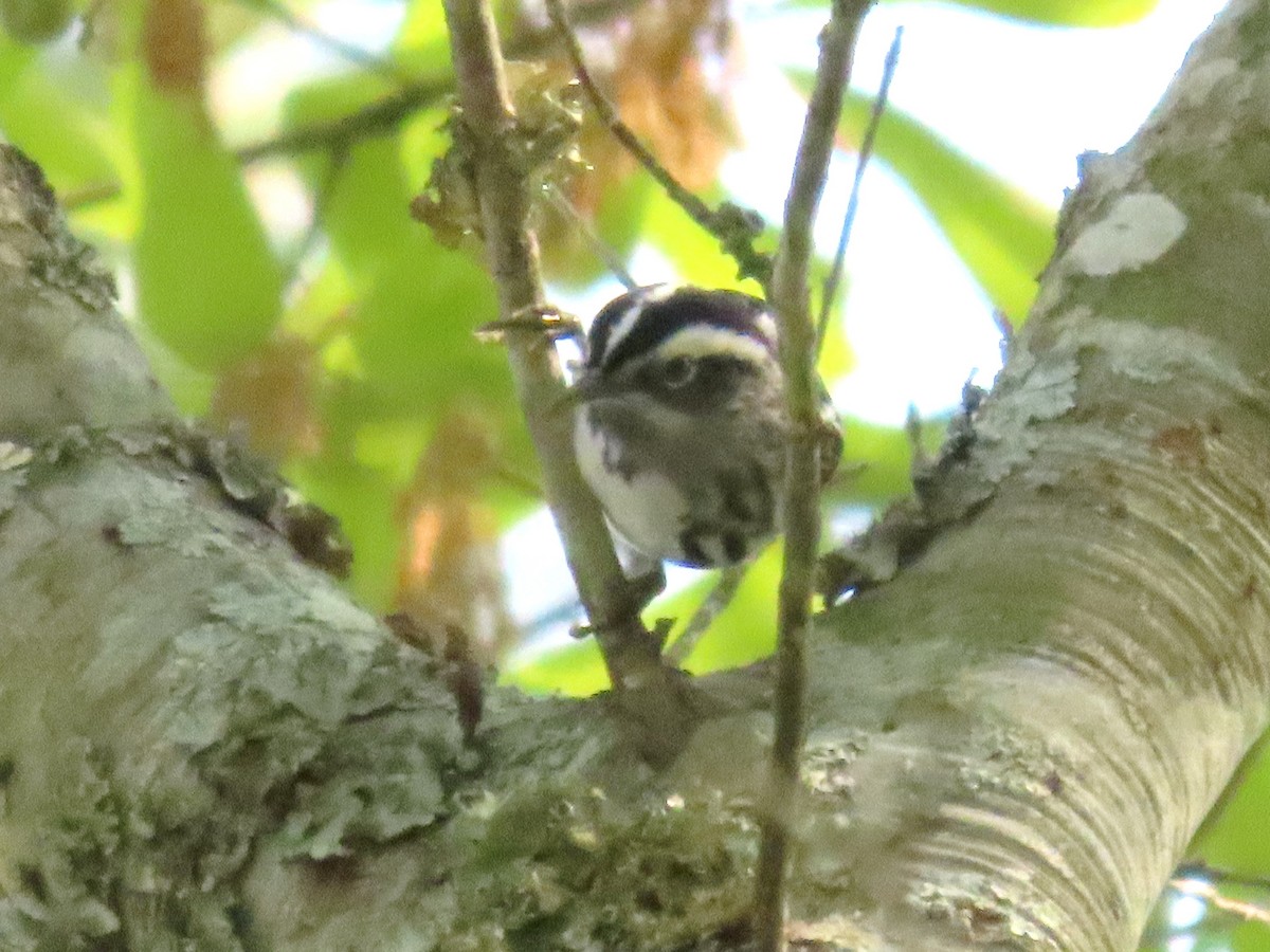 Black-and-white Warbler - ML633571068