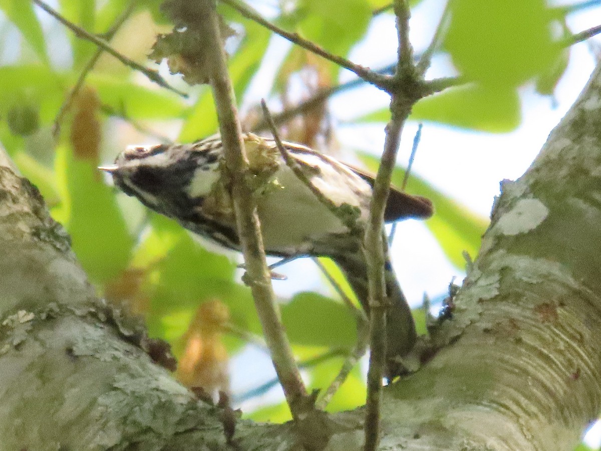 Black-and-white Warbler - ML633571069