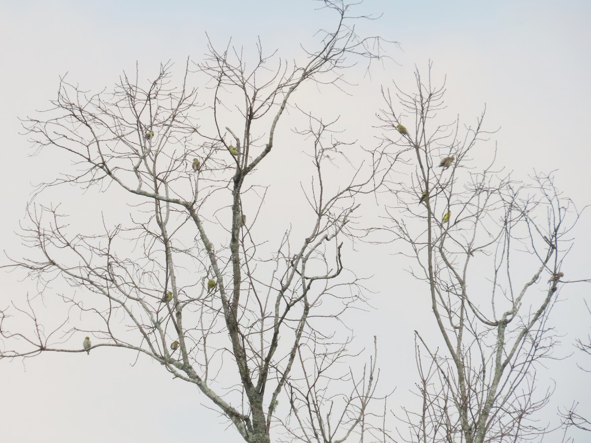 American Goldfinch - ML633571103