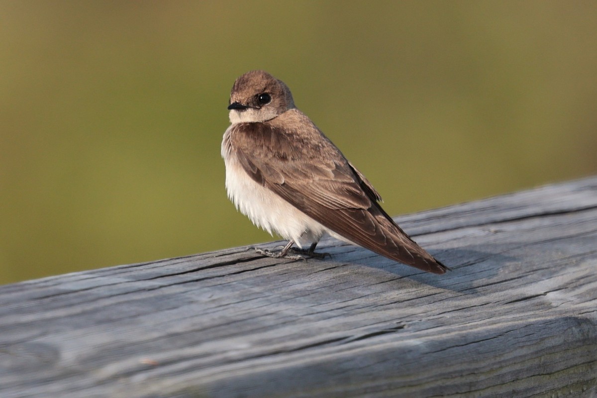 Northern Rough-winged Swallow - ML633571150