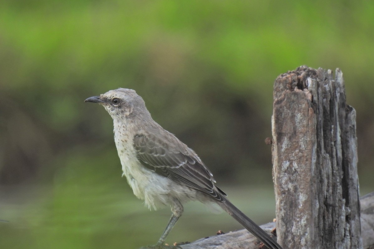Tropical Mockingbird - ML633571378