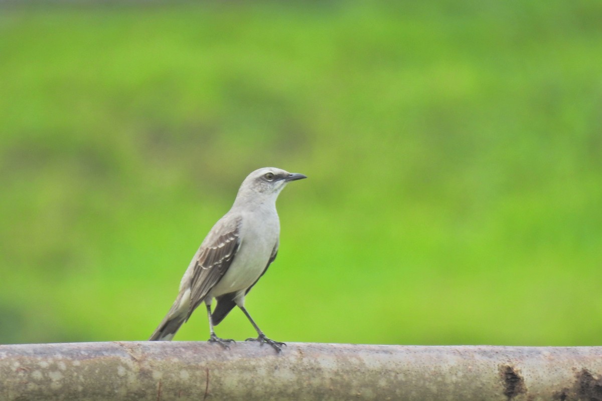 Tropical Mockingbird - ML633571379