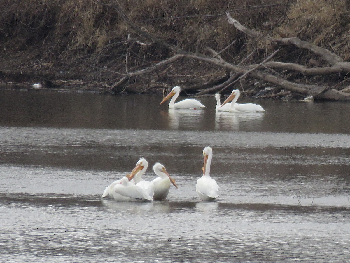American White Pelican - ML633571441