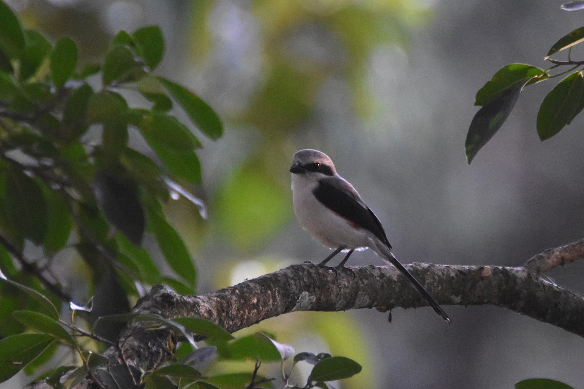 Mackinnon's Shrike - ML633571496