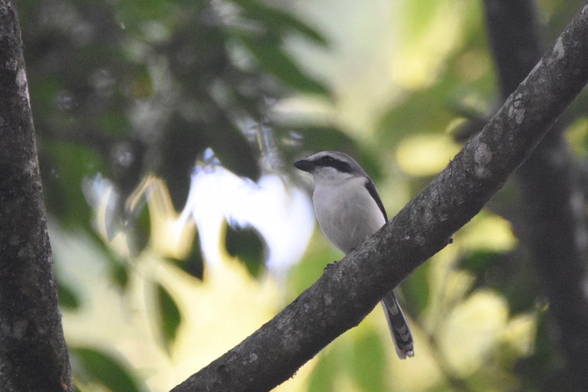 Mackinnon's Shrike - ML633571497