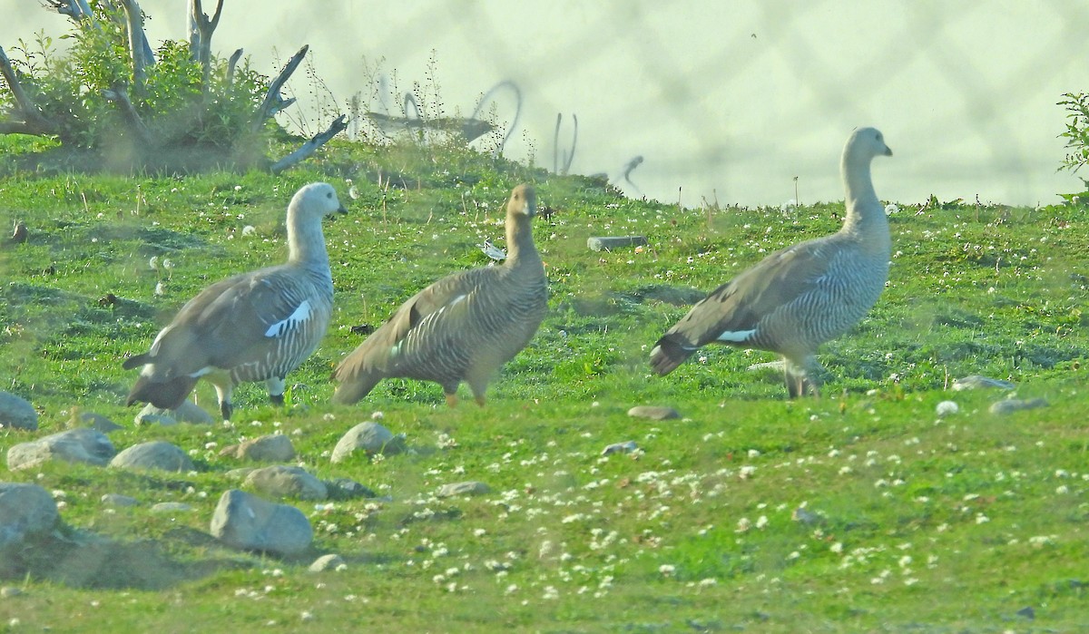 Upland Goose - ML633571532
