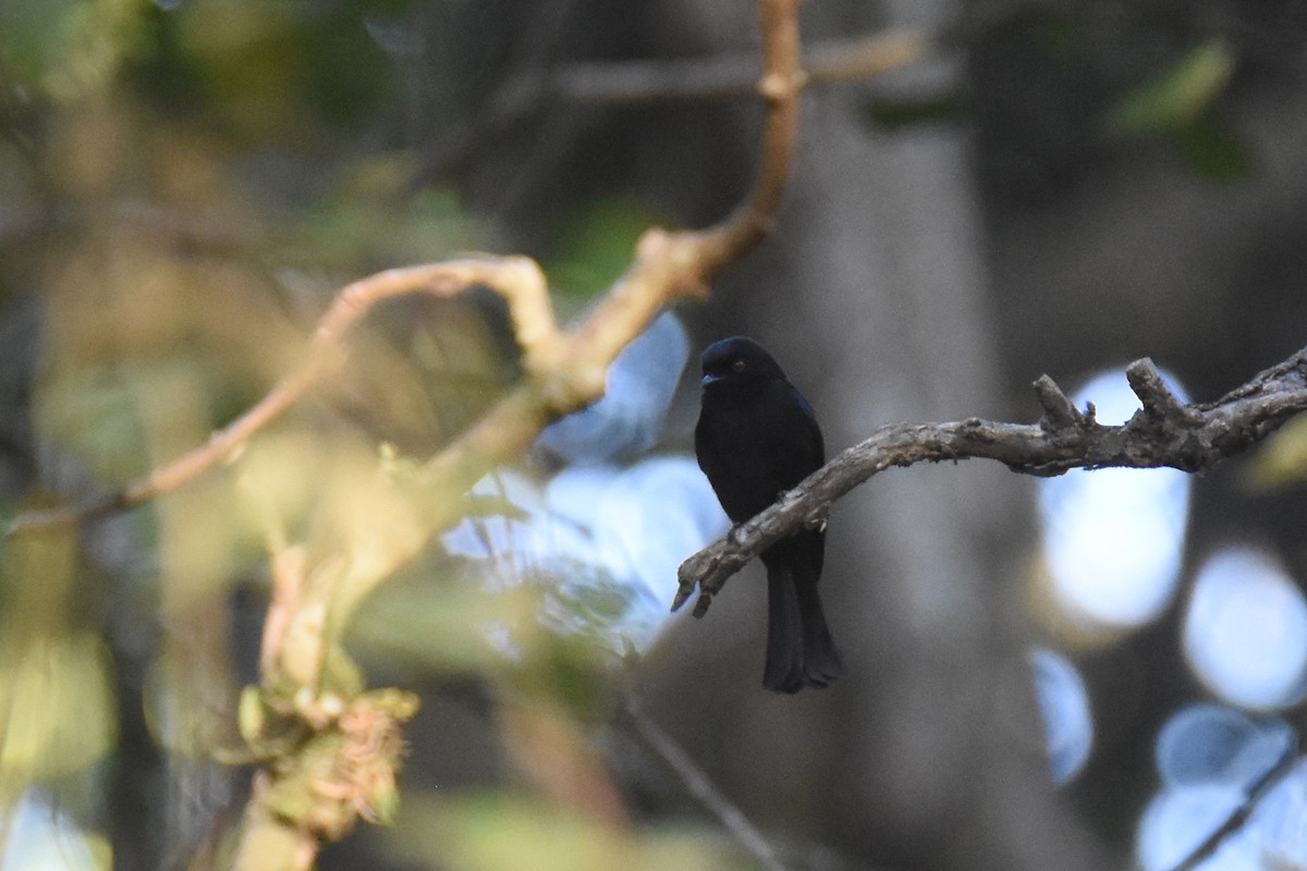 Sharpe's Drongo (Eastern) - ML633571589