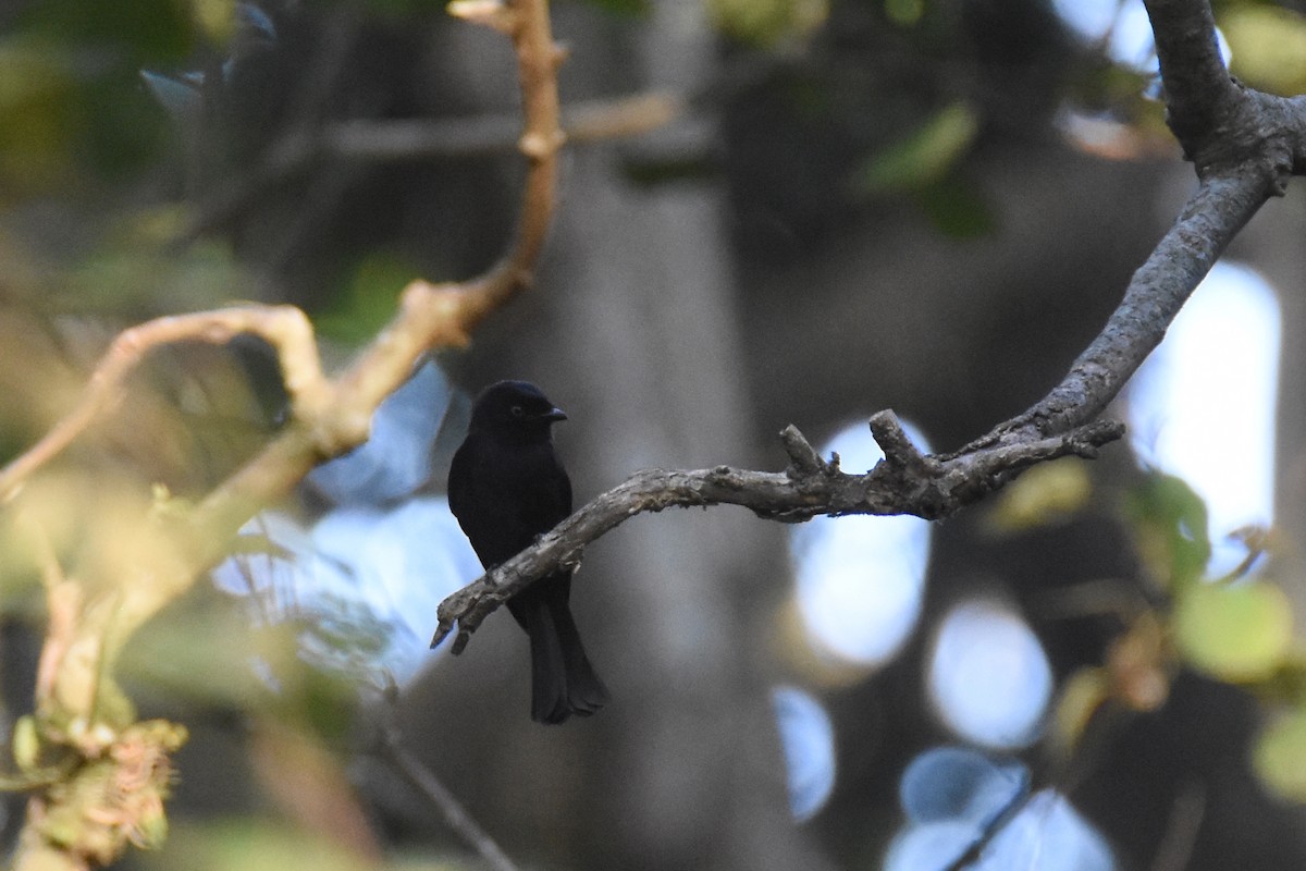 Sharpe's Drongo (Eastern) - ML633571590