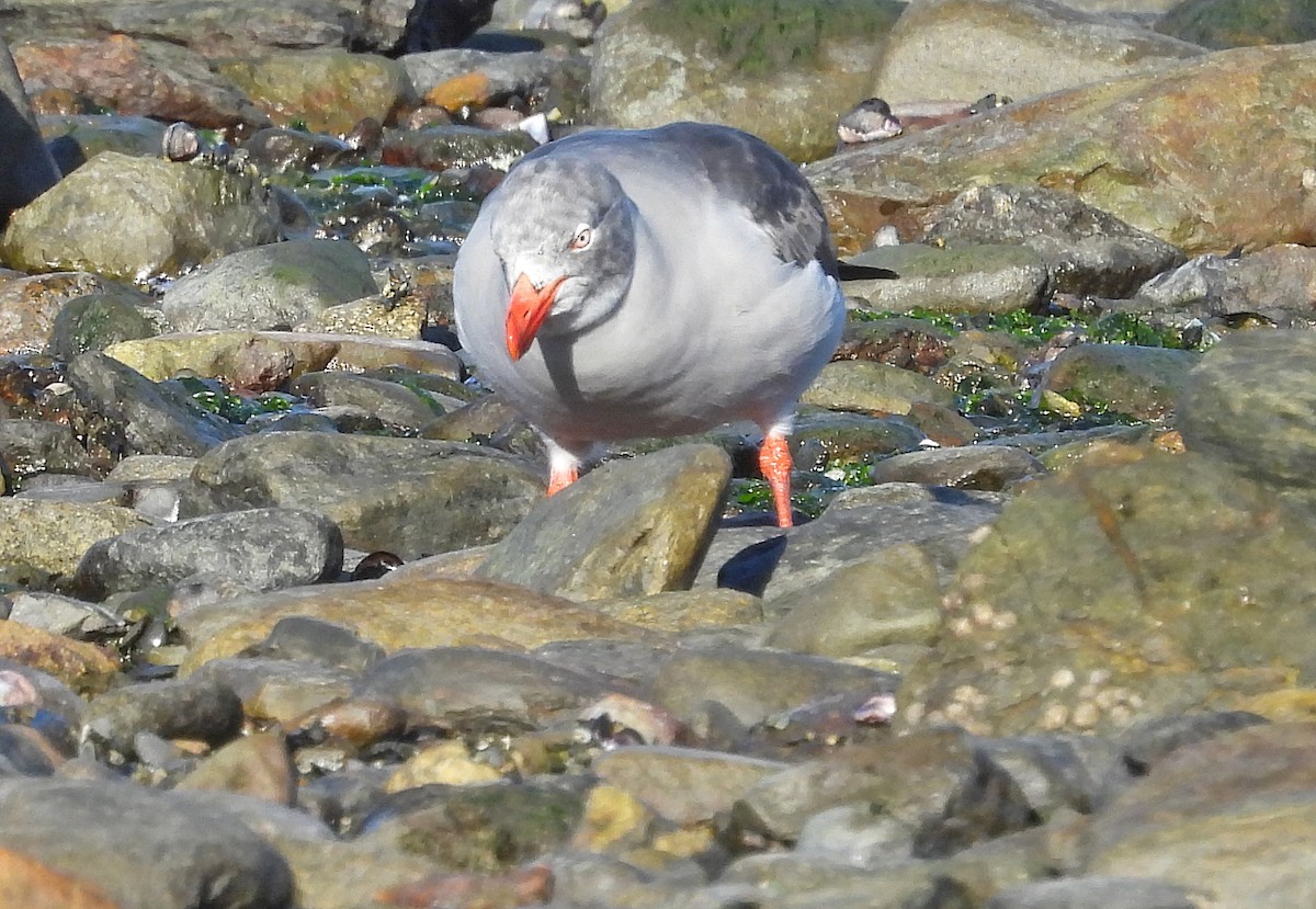 Dolphin Gull - ML633571820