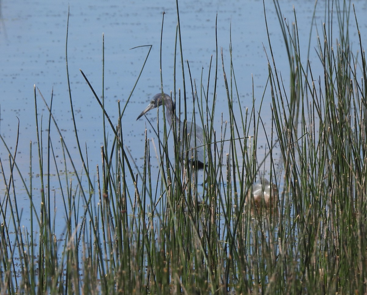 Little Blue Heron - ML633571821