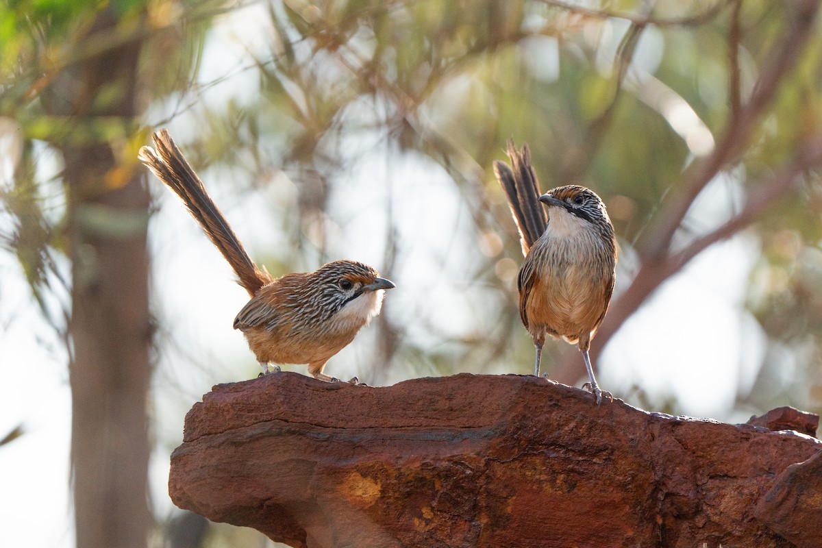 Pilbara Grasswren - ML633571957
