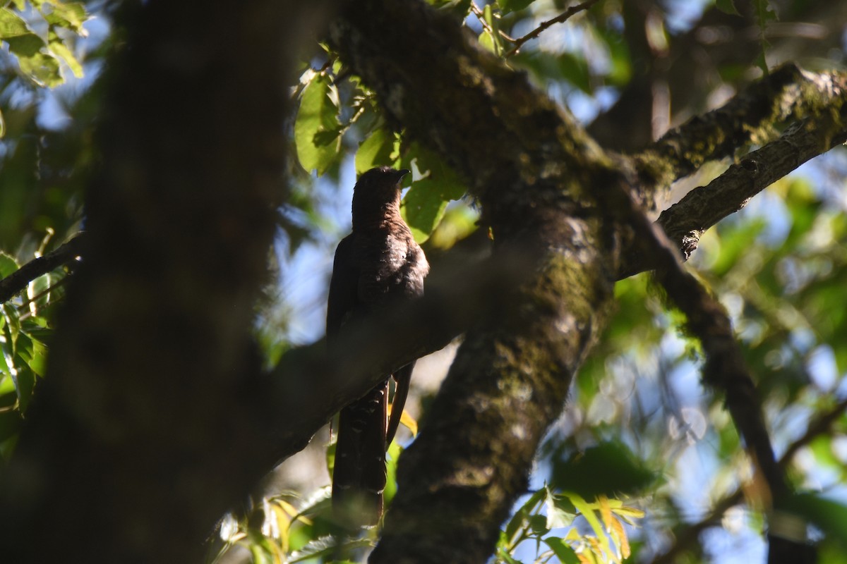 Black Cuckoo - ML633571971